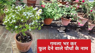 तपती गर्मियों में गमला भर फूल देने वाले परमानेंट पौधों के नाम by Shampy's Garden 4,476 views 1 month ago 8 minutes, 29 seconds