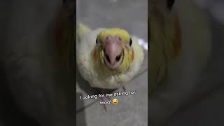 Baby Cockatiel Asking for food! | Pearly The Birdie screenshot 2