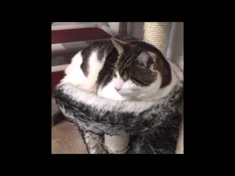 cute cats for sale Shelter Tour 7/4/16 10 pm