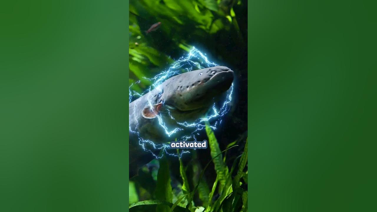 Can an electric eel kill you? Electric eel animals facts ocean 