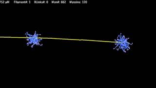 Myoclusterswalking