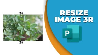 How to resize an image to 3R in Publisher