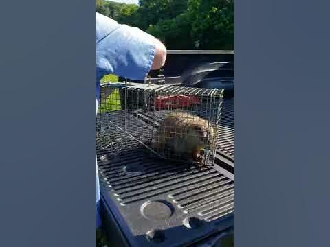Live Trapping Groundhogs - Release #2 - YouTube