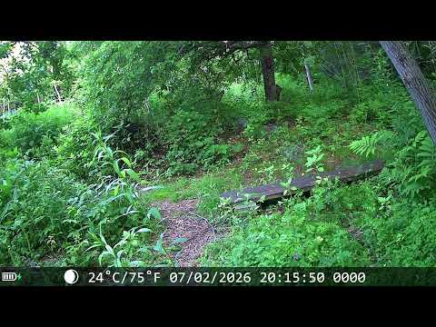 Trail Cam Domestic Fowl