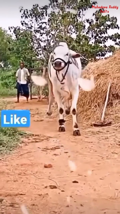Ongole githa 🔥💥#subscribe