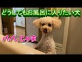 193. お風呂大好きトイプードル。飼い主が先に入ってたらどうするの？