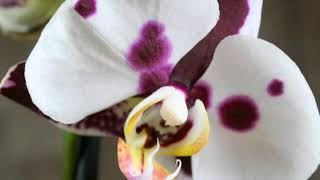 Более 100  орхидей с названием.Нашли свою красавицу? Часть 1.