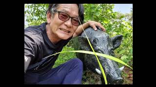 고흥 시호도 죽은 호랑이모양인섬