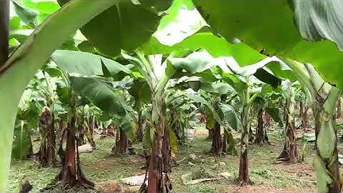 Gần 1000 cây chuối tiêu hồng vụ tết đã ra hoa