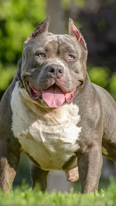 Download lagu dog lover #rottweiler #pitbull #doberman #rottweilerpuppy #pets #dog #viral #dogowner #petowner