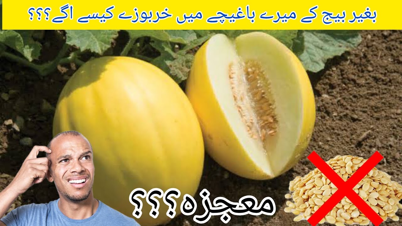 کیا بیج کے بغیر خربوزے اگائے جاسکتے ہیں؟ خربوزے کی کاشت کے راز جانیں