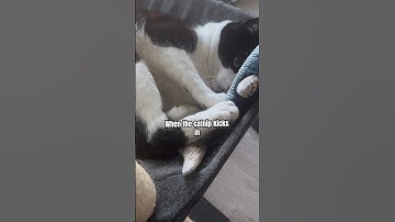 Catnip strikes again! 😂 #shorts