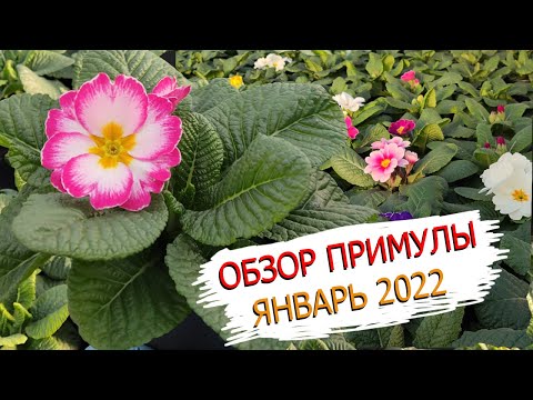 ОБЗОР ПРИМУЛЫ ЯНВАРЬ