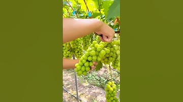 Selective Harvesting of Ripe Green Grapes for Quality Fruit Production in the Vineyard