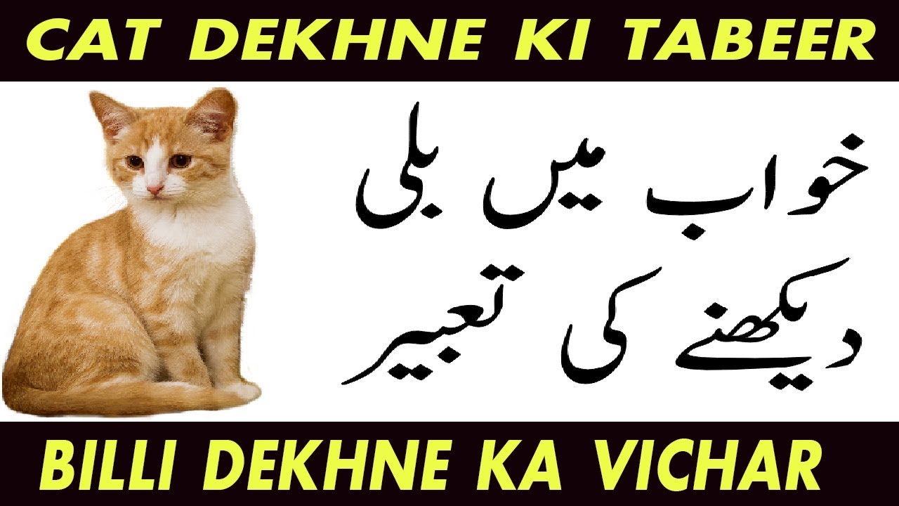 Cat Dream Meaning In Hindi