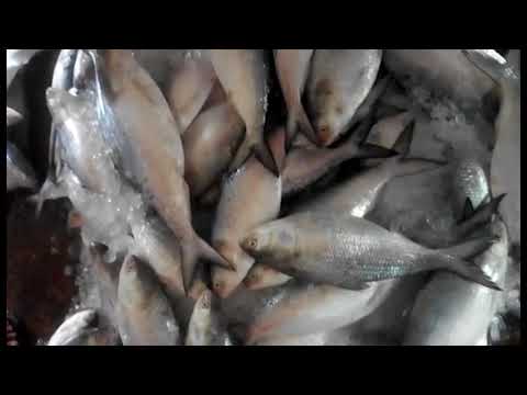 Fresh Fish