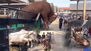KUMPULAN SAPI NGAMUK TURUN DARI TRUK SUPER LUCU SAMPE NGAKAK‼️🔥🔥🔥