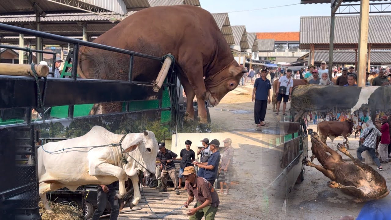 KUMPULAN SAPI NGAMUK TURUN DARI TRUK SUPER LUCU SAMPE NGAKAK‼️🔥🔥🔥