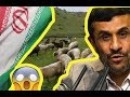 الرئيس الإيراني السابق أحمدي نجاد يرعى الغنم بعد تركه رئاسة إيران 