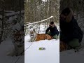 大人のシベリアトラと飼い主に対する無私の愛。