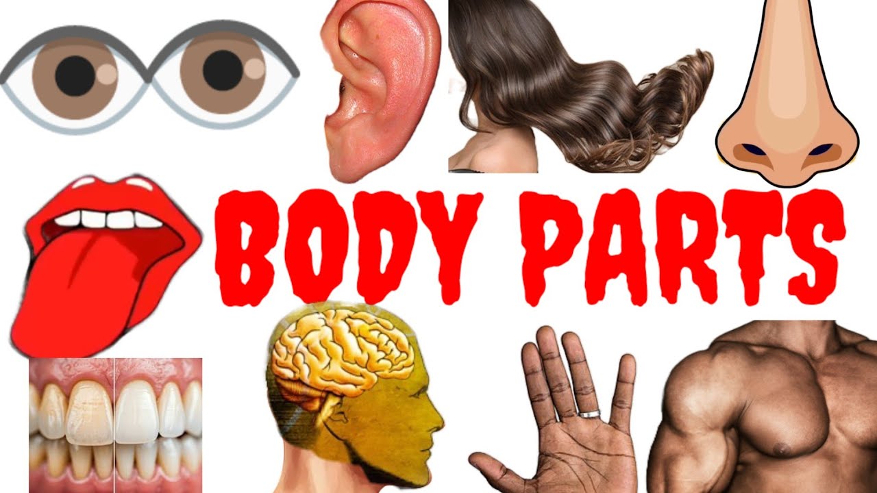 Parts of the Body | Parts of the Body for LKG Kids | Learn Body Parts & Sense Organs | 