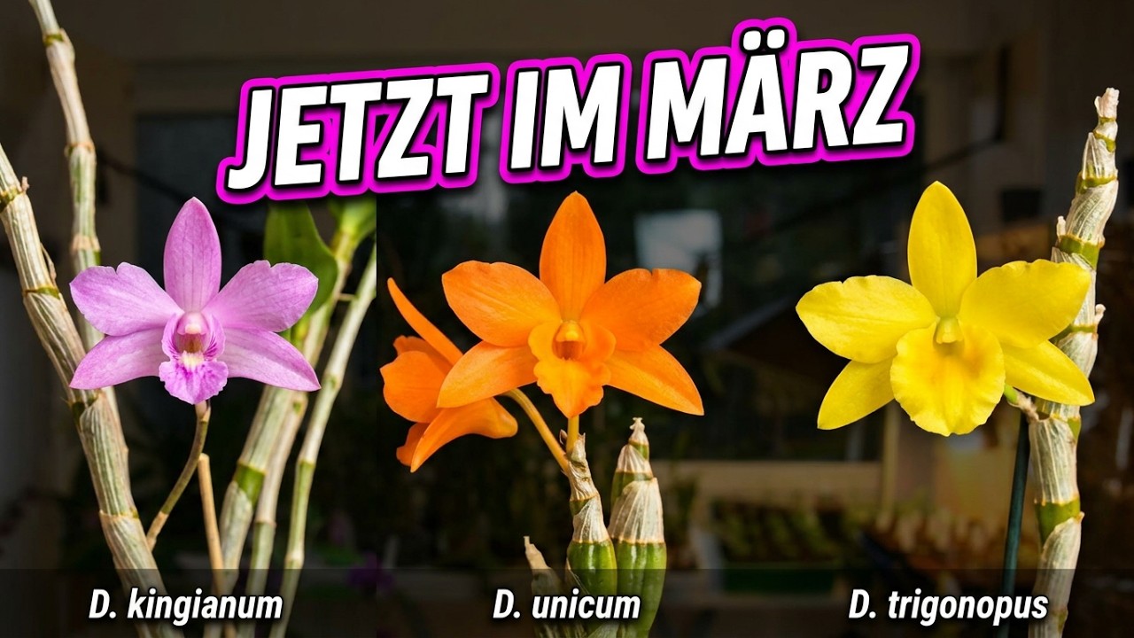 Orchideenblüte im März: Diese Pflanzen blühen jetzt