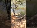 Terrifying moment saltwater crocodile stalks fisherman
