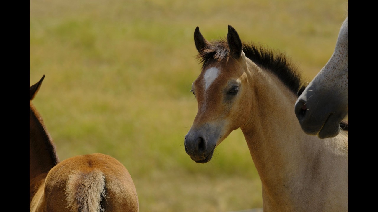 the queensland renaissance - TOFT ARABIANS