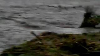 20091006羅東溪暴漲