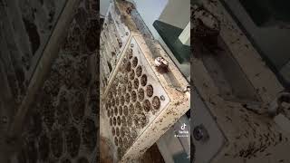 A Day In The Life Of My Carebara Diversa Ant Colony