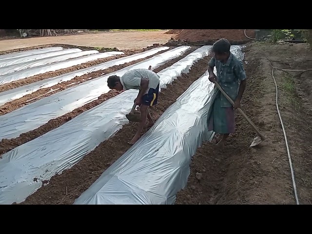 නයිමිරිස් වගාවට සුහුරු තාක්ෂණය