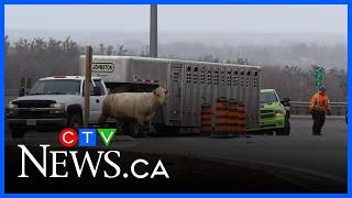 Cow moo-ved onto Highway 11 blocking traffic
