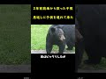クマを助けた男性。2年後メス熊が恩返しに子熊を連れて来て、今では５年間も親しく付き合った！