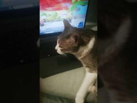 CAT plays THE BATTLE BRICKS! #thebattlebricks