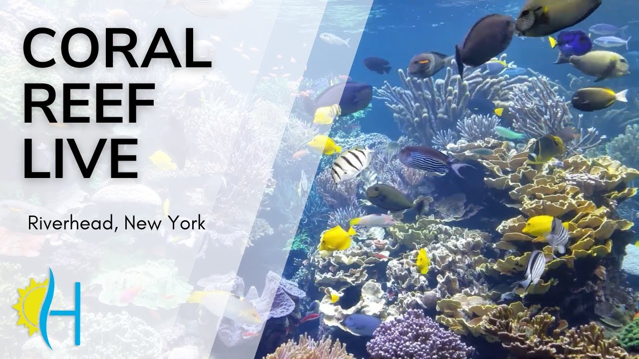 Hamptons.com - LIVE! CORAL REEF CAM w/ Calming Spa & Meditation Music, put your mind at ease : )