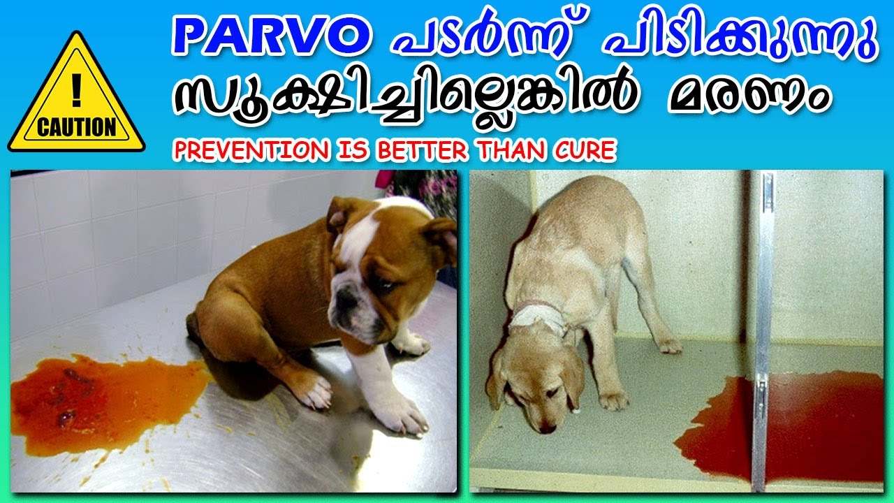 😣😣Dog's Life In DANGER? Parvo Virus-Symptoms & Precautions (Malayalam) : Parvo spreading in Kerala