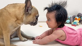 Proof That My Dog And Baby ARE RELATED by Griffin Frenchie 80,361 views 5 months ago 3 minutes, 58 seconds