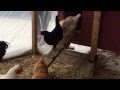 Chickens going down their ramp! Chickens going down their ramp!