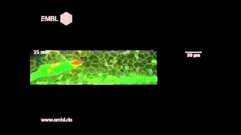 Cell migration in zebrafish