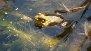 Calling Male Green Frog
