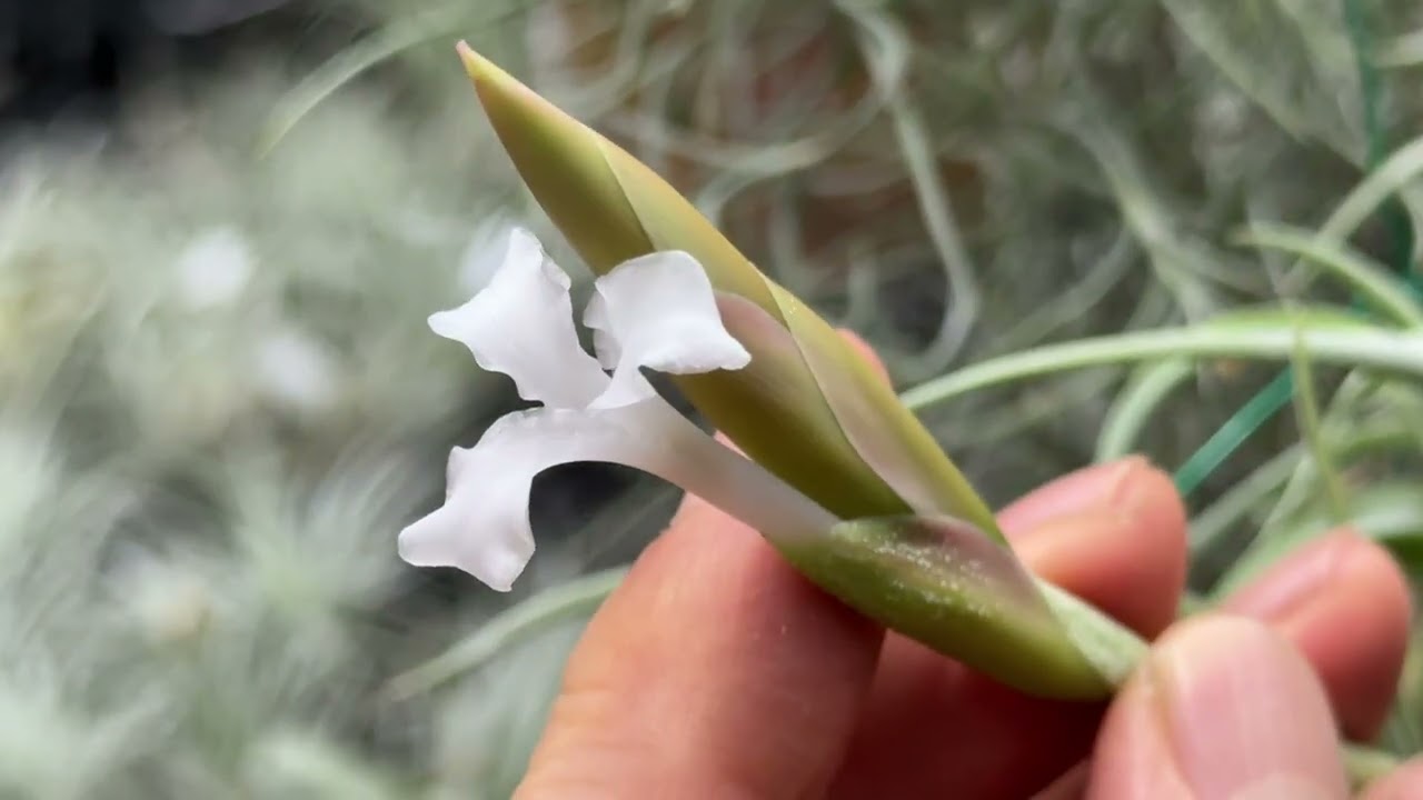 チランジア ミカンス ハイブリッドTillandsia micans Hybrid＠フラワー