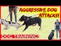 Dominant Aggressive Rottweiler Attacks other dogs - Dog Rehabilitation with Americas Canine Educator