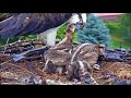 Dunrovin Ranch Osprey Nest Video_2018-06-19_100609-headless fish 8.37 AM