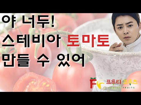 스테비아 토마토 만드는법 자세히 공개합니다.