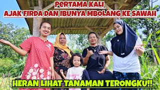 Download Lagu PERTAMA KALI AJAK FIRDA DAN IBUNYA MBOLANG KE SAWAHKU‼️HERAN LIHAT TANAMAN TERONGKU \u0026 LANGSUNG PANEN MP3