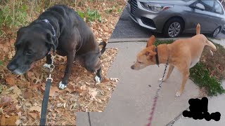 A Week Of My 2 Dogs Peeing