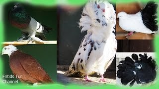 Breeds Of Fancy Pigeons English Pouter Old Dutch Capuchine Blagodarnenskie Volga Tumbler