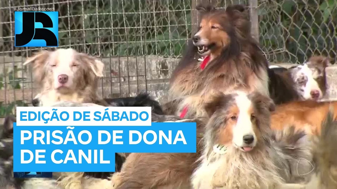 Dona de canil que teve mais de cem cães resgatados em Embu das Artes (SP) é presa preventivamente