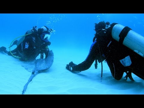 Magnetic Stingray Repels Hammerhead Sharks