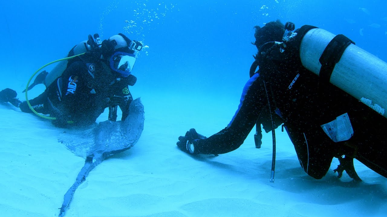 Stingray Repels Hammerhead Sharks YouTube